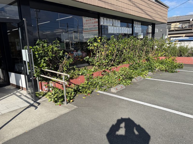 コンパスウォーク浜松東 ハイビスカス剪定後